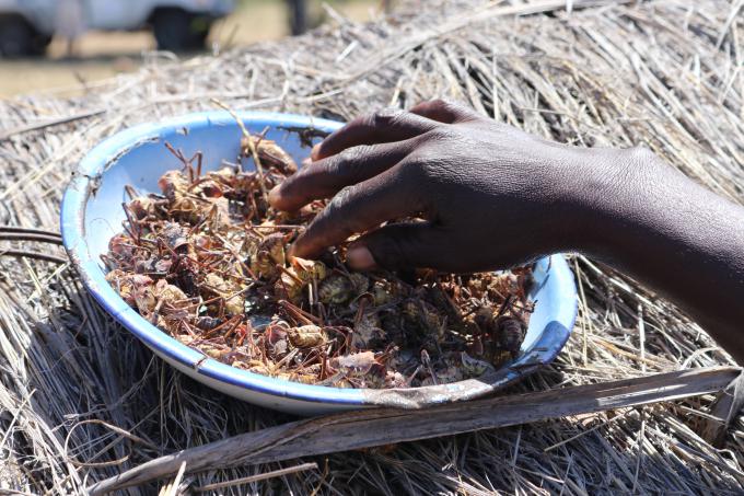 As hunger bites, Wendy and her family turn to these crickets which are a delicacy for most families in northern Zimbabwe during the hunger period.