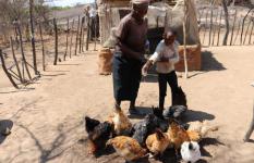 Amanda helps her grandmother to feed the chickens
